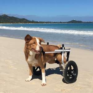 K9 Carts | The Original Dog Wheelchair