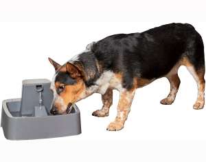 PetSafe Drinkwell Cat and Dog Water Fountain - Platinum, 1 2 or 1 Gallon Pet Drinking Fountain